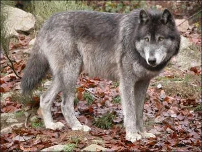 Comment nomme-t-on les sous-chefs ?