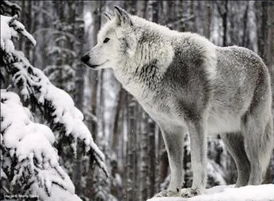 Comment nomme-t-on les autres loups ?