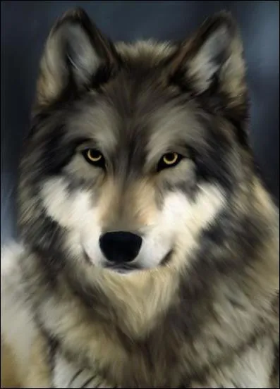 Entre ces trois espèces de loup, laquelle en est une fausse ?