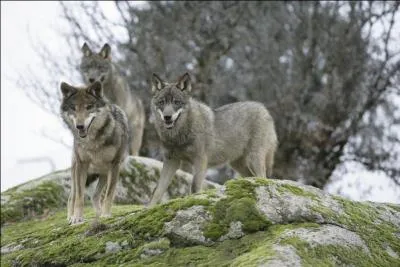 Dans quel hémisphère vit le loup ?