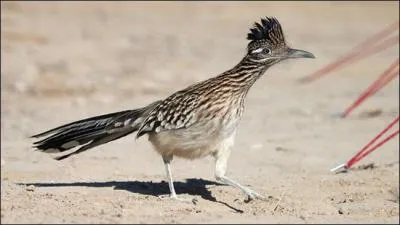 Il court très vite, son ennemi intime n'arrive jamais à l'attraper, connais-tu son nom ?