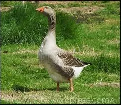 Lui, c'est un personnage Disney, si tu trouves son nom, ça te portera chance !