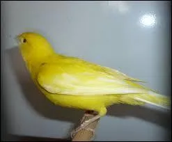 A qui penses-tu si je te dis : J'ai clu voil un glos minet ?