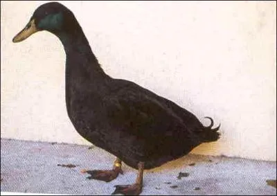 Trouve le nom de ce personnage, ennemi d'Elmer Fudd !