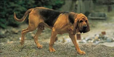 C'est un personnage Disney !