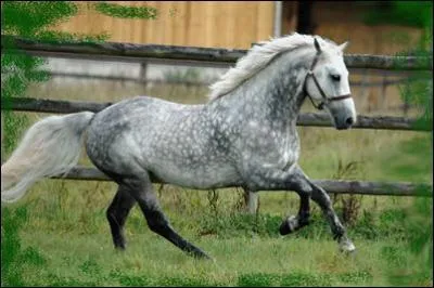 Quelle est la robe de ce cheval ?