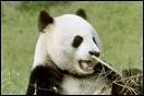 Le panda gant est en voie de disparition