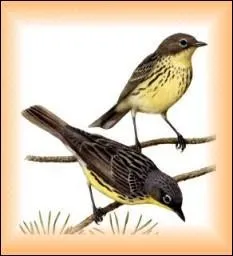 La sylvette de Kirtland est en voie de disparition