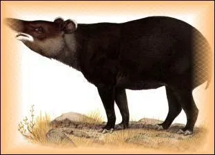 Le tapir pinchaque est en voie de disparition