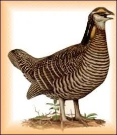 La taitra des prairies est en voie de disparition