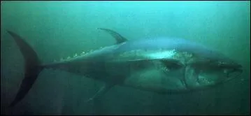 Le thon rouge est en voie de disparition