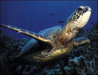 La tortue verte (marine) est en voie de disparition