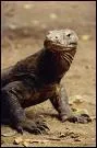 Le varan de Komodo est en voie de disparition