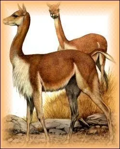 La vigogne est en voie de disparition