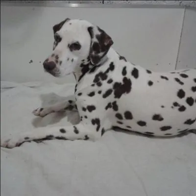 À partir de quel âge la robe du dalmatien (taches) est-elle définitive ?