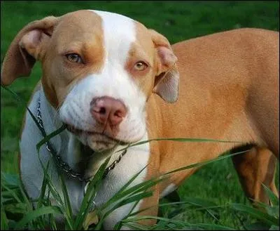 Pourquoi les chiens mangent-ils de l'herbe ?