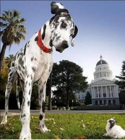 Quelle est la race du plus grand chien ?