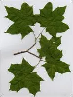 A quel arbre appartiennent ces feuilles ?