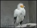 Le vautour d'Egypte est en voie de disparition