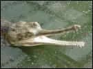 Le crocodile gavial est en voie de disparition