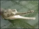 Le crocodile gavial est en voie de disparition