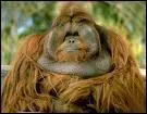 L'orang outan de sumatra est en voie de disparition