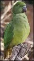 La perruche verte de l'ile Maurice est en voie de disparititon