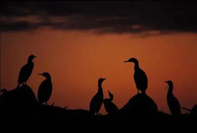 Qui a écrit les vers "Sont-ce des cormorans qui plongent tour à tour et coupent l'eau qui roule en perle sur leur aile" dans le poème "clair de lune" extrait des "orientales" ?