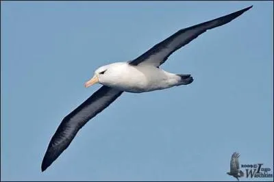 Qui a écrit "L'albatros" ?