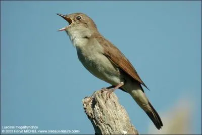 En voyant cet oiseau, à quoi pensez-vous ?