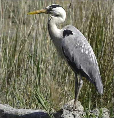 Dans quelle fable de La Fontaine rencontre-t-on un oiseau au long bec, emmanché d'un long cou ?