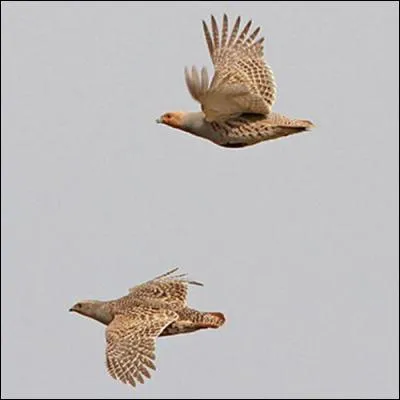 Qui chantait "Un vol de perdreaux par dessus les champs" ?