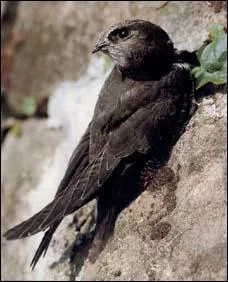 Quel est cet oiseau ?