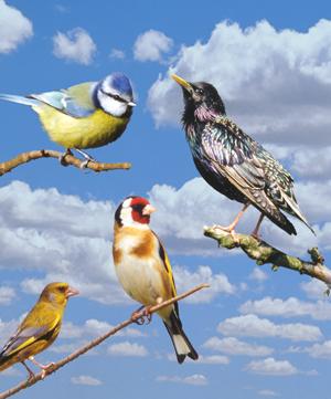 Quiz Oiseaux