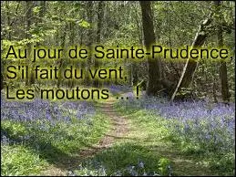 Au jour de la Sainte-Prudence, si le temps paraît venteux, que vont faire les moutons ?