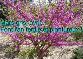 Pour qu'une année soit fertile, comment le mois d'avril doit-il être ?