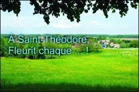 Quelle fleur fleurit le jour de la Saint-Théodore ?