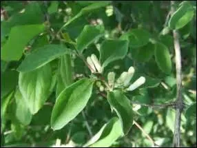 Cet arbuste porte le nom de camérisier en raison des nuds qui se trouvent sur ses branches. Quel est-il ?