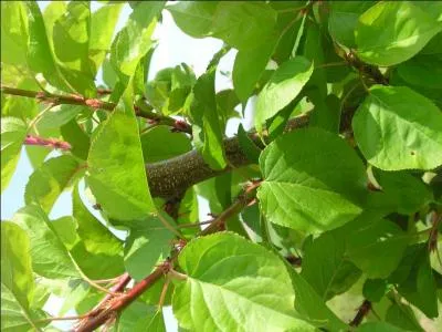 Quel est l'arbre portant ces feuilles ?