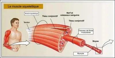 Les muscles sont "des machines" génératrices de mouvement, qui, de ce fait, ont besoin d'une source d'énergie. Quelles est la substance qui lui apporte principalement cette énergie musculaire ?