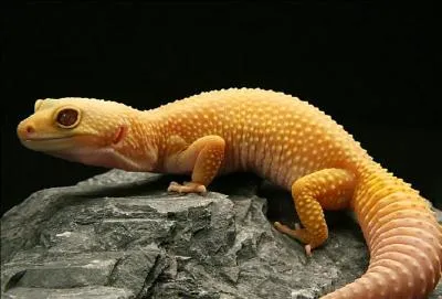 Quel est l'animal de la photo ?