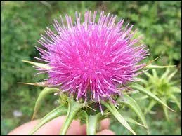 Quel groupe a créé ''Flower of Scotland'' ?