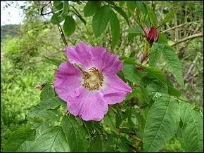 Comment s'appelle ce rosier ?