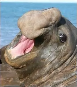 Quel est le nom de cet animal ?