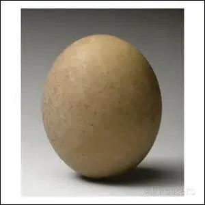 Quelle taille fait l'uf d'autruche ?