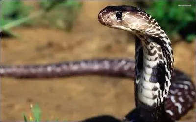 Quel est le serpent le plus dangereux en Inde ?