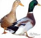 Quiz Canards