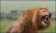 À quoi une partie de l'anatomie de cet animal fait-elle référence ?