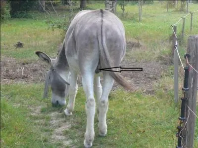 Observez l'illustration. À quel domaine se rapporte ce qui est pointé par la flèche, selon une métaphore ?