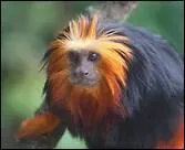 De quoi le nom porté par cet animal est-il le parfait homographe ?